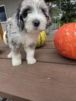 Archie, a male Aussiedoodle for sale in Lagrange, IN – 4 of 8