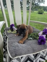 Sophie, a female Boxer for sale in Lagrange, IN – 9 of 10