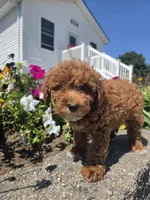 Danielle, a female Poodle - Miniature  for sale in Lagrange, IN – 3 of 8