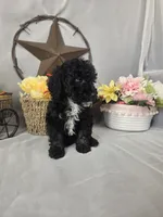Chip, a male Poodle - Miniature  for sale in Lagrange, IN – 7 of 7