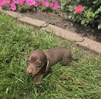Kenzie, a female Miniature Dachshund for sale in Lagrange, IN – 7 of 8