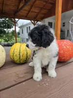 Lady, a female Aussiedoodle for sale in Lagrange, IN – 7 of 8