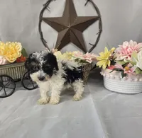 Oscar, a male Poodle - Miniature  for sale in Lagrange, IN – 2 of 6
