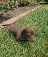 Kane, a female Miniature Dachshund for sale in Lagrange, IN – 3 of 9