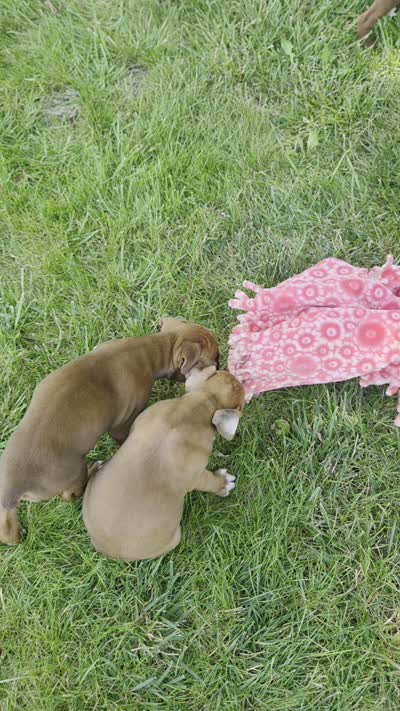 Sophie, a female Boxer for sale in Lagrange, IN – 10 of 10