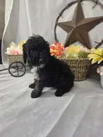 Chip, a male Poodle - Miniature  for sale in Lagrange, IN – 5 of 7