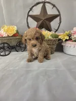 Ruby, a female Poodle - Miniature  for sale in Lagrange, IN – 8 of 10