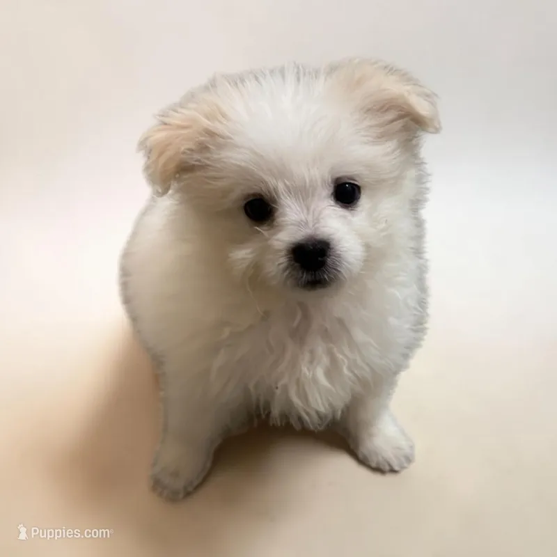 Lulu – Pomapoo, Pomeranian puppy for sale in Houston, TX