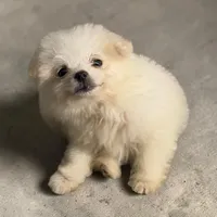 Lulu, a female Pomapoo and Pomeranian for sale in Houston, TX – Photo 3 of 3