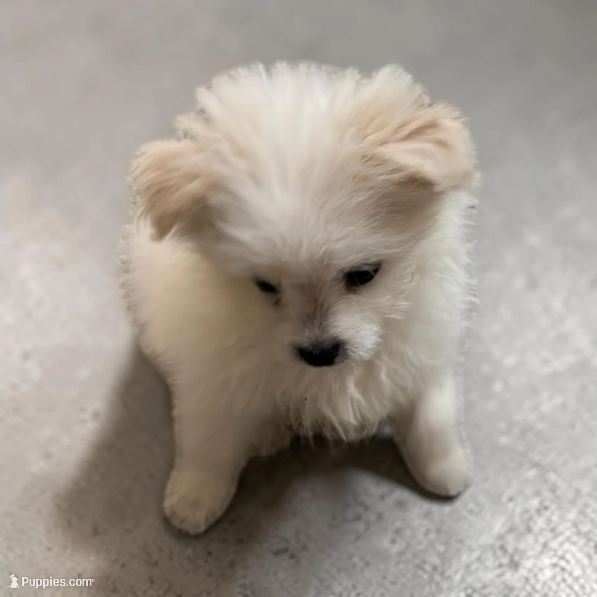 Lulu, a female Pomapoo and Pomeranian for sale in Houston, TX – Photo 2 of 3