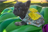 Fluffy, a female French Bulldog for sale in West Sacramento, CA – 3 of 4