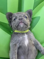 Fluffy, a female French Bulldog for sale in West Sacramento, CA – 4 of 4