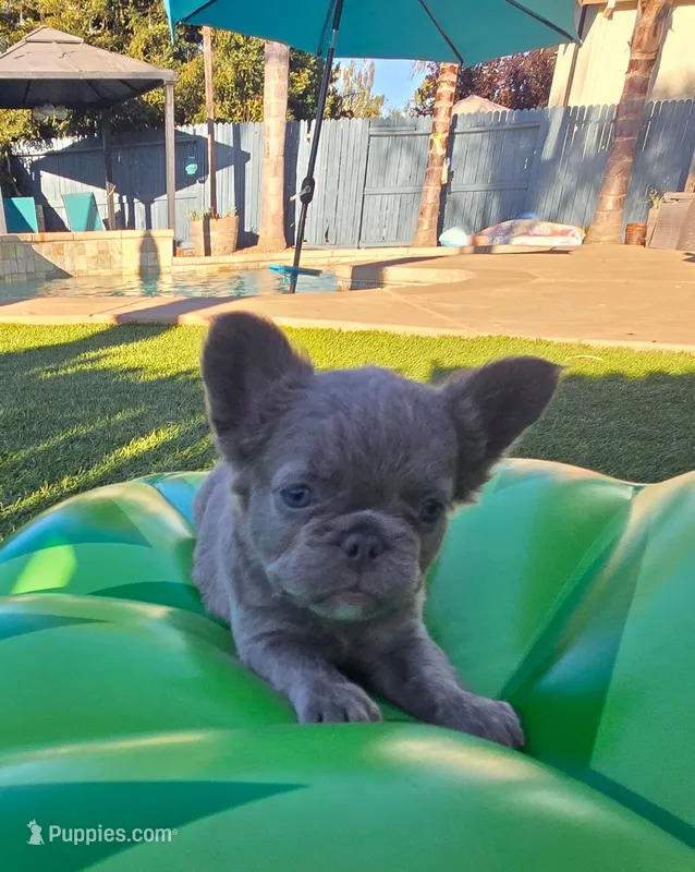 Fluffy – French Bulldog puppy for sale in West Sacramento, CA