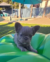 Fluffy, a female French Bulldog for sale in West Sacramento, CA – 1 of 4
