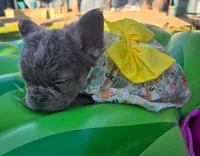 Fluffy, a female French Bulldog for sale in West Sacramento, CA – 2 of 4