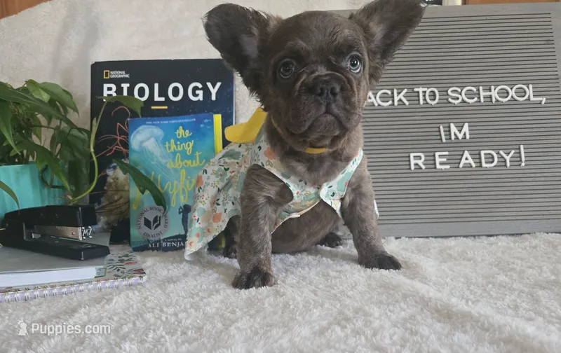 Fluffy – French Bulldog puppy for sale in West Sacramento, CA