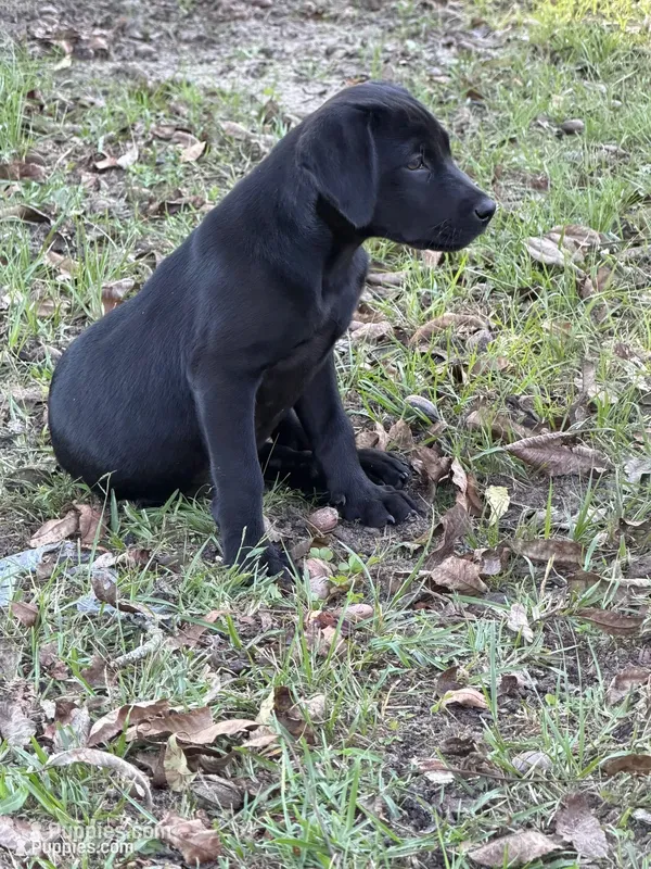 Green Collar female – Labrador Retriever puppy for sale in Lilly, GA