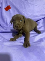 Aspen, a male Labrador Retriever for sale in Lilly, GA – 2 of 10