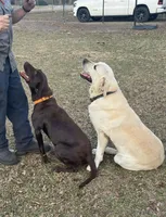Green Collar female, a female Labrador Retriever for sale in Lilly, GA – 4 of 4