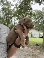 Aspen, a male Labrador Retriever for sale in Lilly, GA – 2 of 3