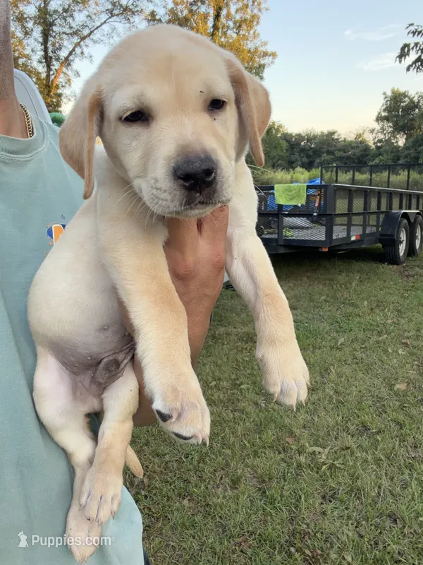 Black Collard Male  – Labrador Retriever puppy for sale in Lilly, GA