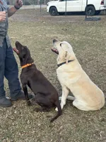 Aspen, a male Labrador Retriever for sale in Lilly, GA – 8 of 10