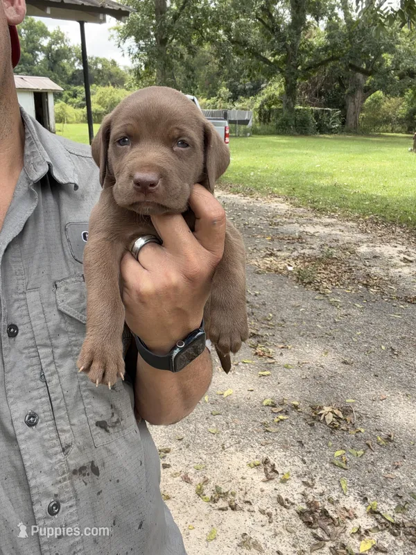 Aspen – Labrador Retriever puppy for sale in Lilly, GA