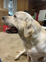 Aspen, a male Labrador Retriever for sale in Lilly, GA – 10 of 10