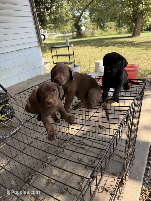 Aspen – Labrador Retriever puppy for sale in Lilly, GA