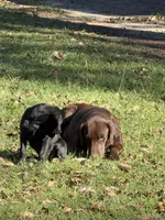 Green Collar female, a female Labrador Retriever for sale in Lilly, GA – 3 of 4