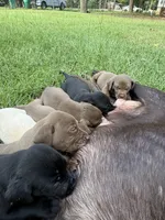 Aspen, a male Labrador Retriever for sale in Lilly, GA – 3 of 3