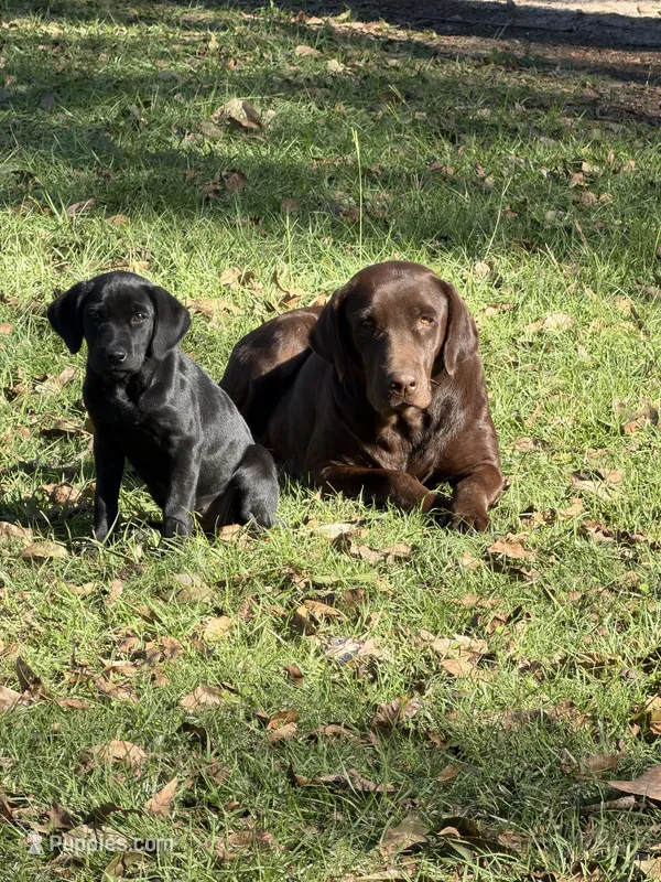Green Collar female – Labrador Retriever puppy for sale in Lilly, GA