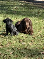 Green Collar female, a female Labrador Retriever for sale in Lilly, GA – 1 of 4