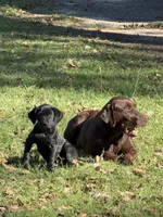 Green Collar female, a female Labrador Retriever for sale in Lilly, GA – 2 of 4
