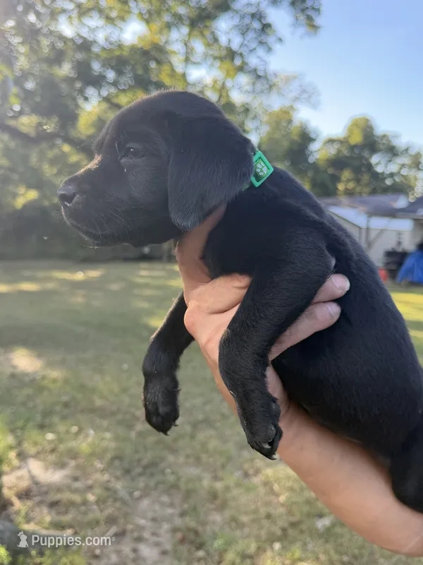 Green Collar female – Labrador Retriever puppy for sale in Lilly, GA