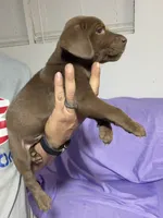 Aspen, a male Labrador Retriever for sale in Lilly, GA – 3 of 10