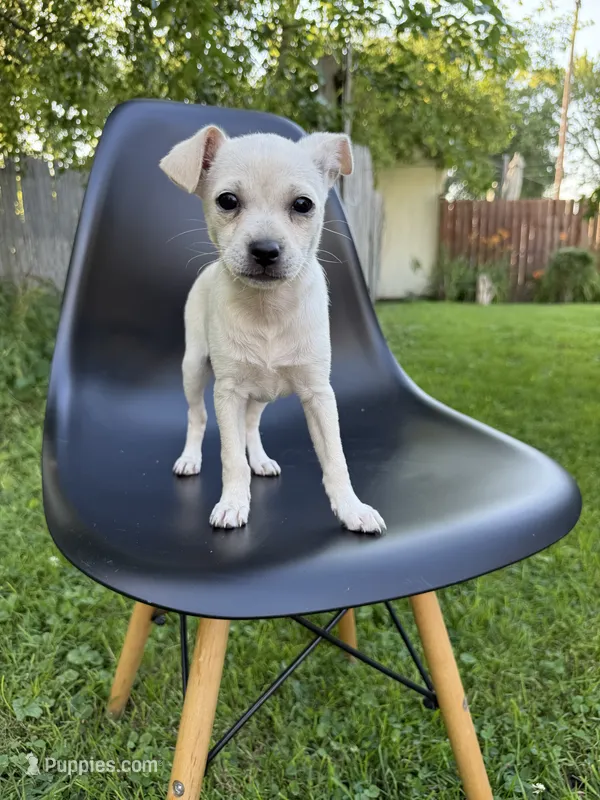 Blondy – Chihuahua puppy for sale in Chesterfield, MI