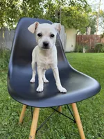 Blondy, a female Chihuahua for sale in Chesterfield, MI – 1 of 8