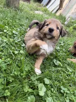 Dolly, a female Collie and German Shepherd Dog for sale in Chesterfield, MI – 5 of 7