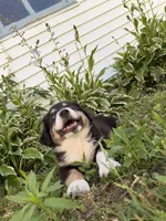 Stella , a female Australian Shepherd for sale in Chesterfield, MI – 5 of 9