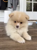 Rico fuz, a male Pomeranian for sale in Chesterfield, MI – 4 of 10