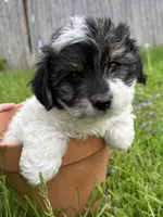 Snoopy, a male Yorkshire Terrier for sale in Chesterfield, MI – 4 of 9