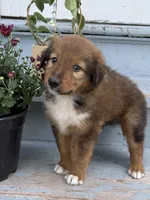 Bruno, a male Collie and German Shepherd Dog for sale in Chesterfield, MI – 4 of 10