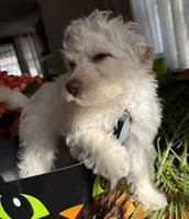 casper, a male Pomeranian and Poodle - Miniature  for sale in Chesterfield, MI – 8 of 9