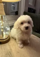 Stella, a female Poodle - Miniature  for sale in Chesterfield, MI – 3 of 8