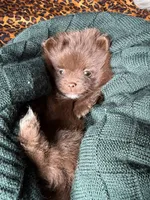 Bentley fuzBunz, a male Pomeranian for sale in Chesterfield, MI – 10 of 10