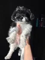 Booger, a male Pomeranian and Poodle - Miniature  for sale in Chesterfield, MI – 9 of 10