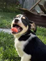 Larry, a male Chihuahua for sale in Chesterfield, MI – 1 of 9