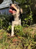 Larry, a male Chihuahua for sale in Chesterfield, MI – 7 of 9