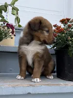 Bruno, a male Collie and German Shepherd Dog for sale in Chesterfield, MI – 8 of 10